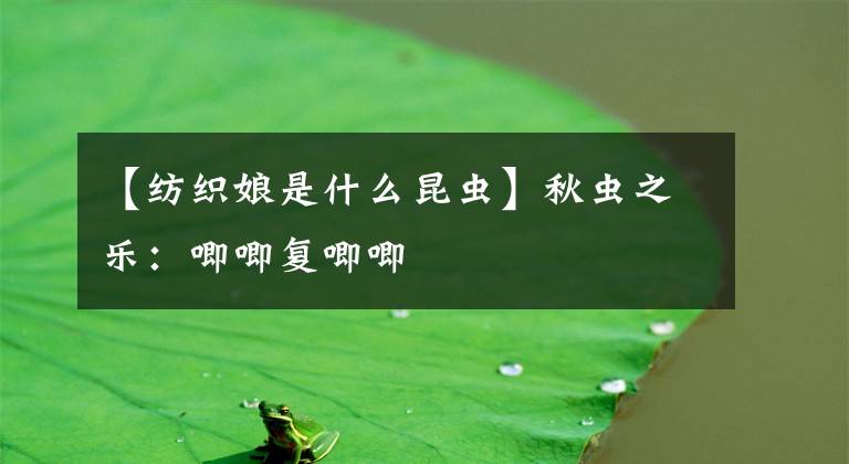 【纺织娘是什么昆虫】秋虫之乐：唧唧复唧唧