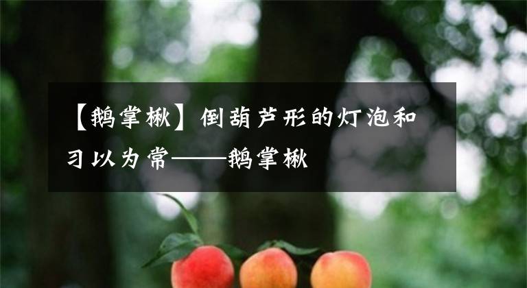 【鹅掌楸】倒葫芦形的灯泡和习以为常——鹅掌楸