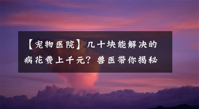【宠物医院】几十块能解决的病花费上千元？兽医带你揭秘宠物医院4大黑幕