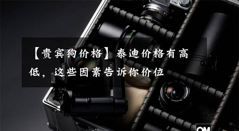 【贵宾狗价格】泰迪价格有高低，这些因素告诉你价位