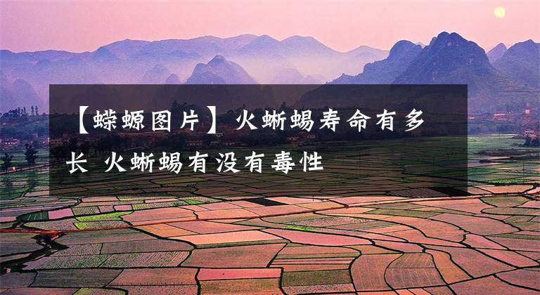 【蝾螈图片】火蜥蜴寿命有多长 火蜥蜴有没有毒性