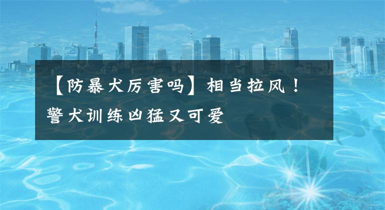 【防暴犬厉害吗】相当拉风!警犬训练凶猛又可爱