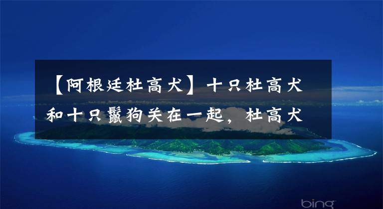 【阿根廷杜高犬】十只杜高犬和十只鬣狗关在一起,杜高犬能否打赢非洲鬣狗呢?