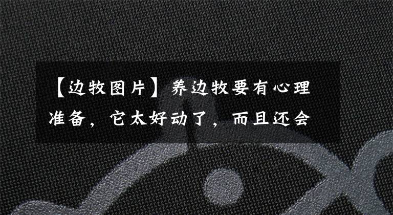 【边牧图片】养边牧要有心理准备,它太好动了,而且还会扑人追车