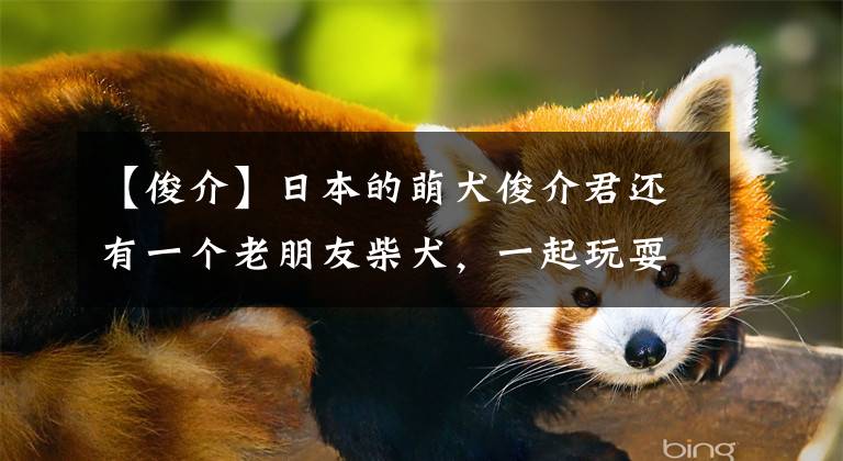 【俊介】日本的萌犬俊介君还有一个老朋友柴犬,一起玩耍的好伙伴