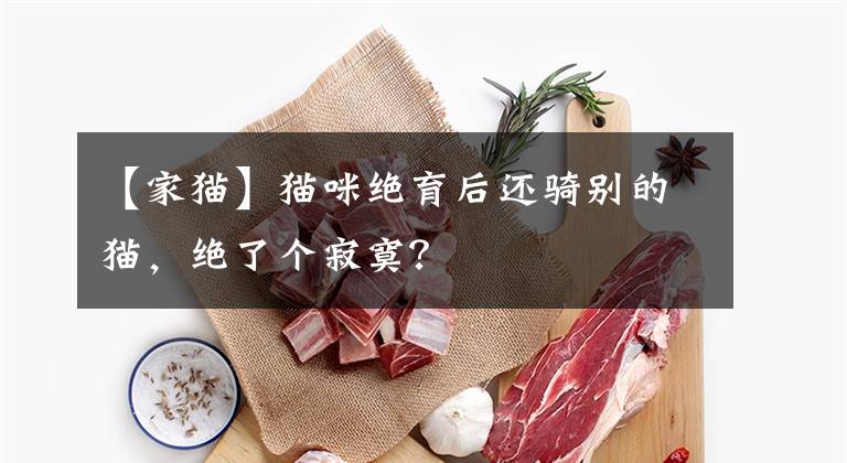 【家猫】猫咪绝育后还骑别的猫,绝了个寂寞?