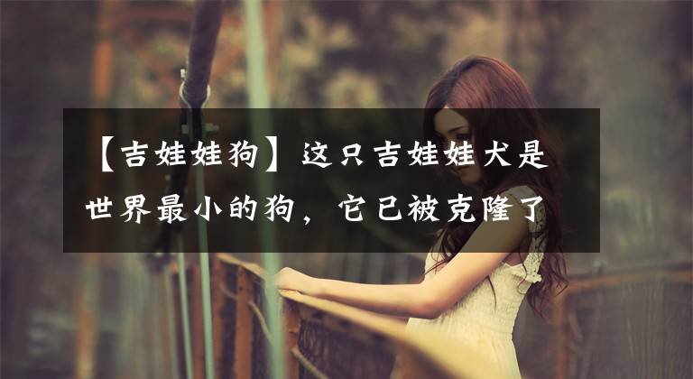 【吉娃娃狗】这只吉娃娃犬是世界最小的狗，它已被克隆了49次