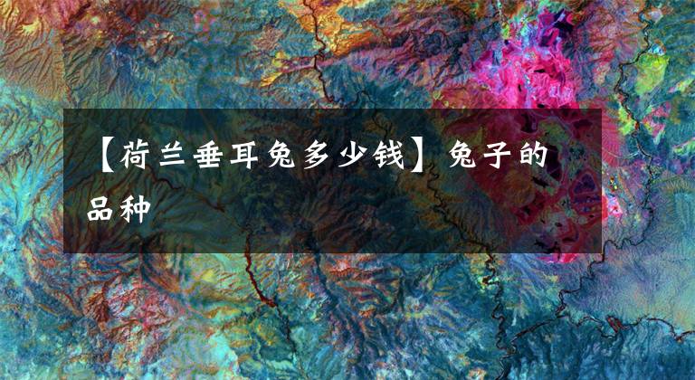 【荷兰垂耳兔多少钱】兔子的品种