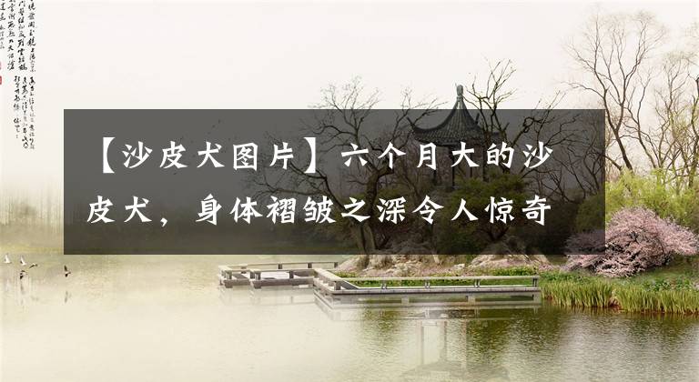 【沙皮犬图片】六个月大的沙皮犬,身体褶皱之深令人惊奇,网友惊呼像极了狗地毯