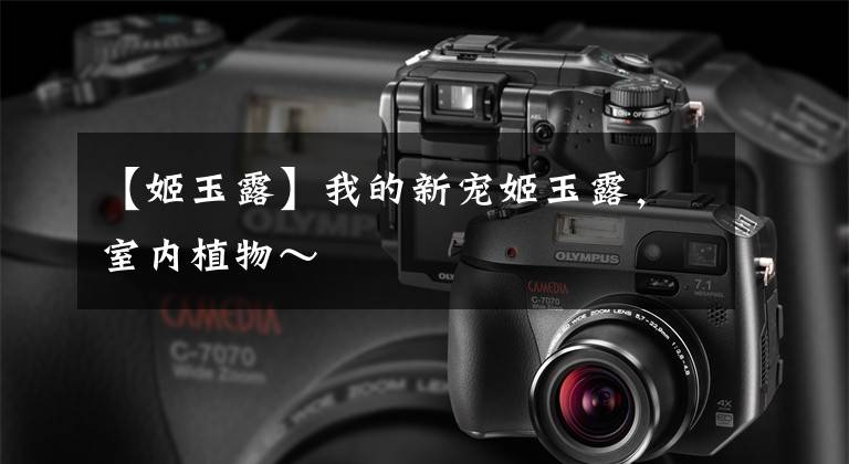 【姬玉露】我的新宠姬玉露，室内植物～