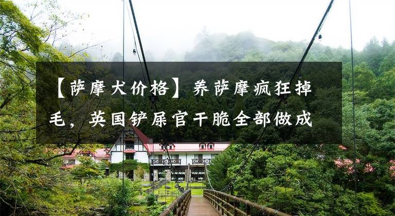 【萨摩犬价格】养萨摩疯狂掉毛,英国铲屎官干脆全部做成狗毛衣!比羊毛还舒服