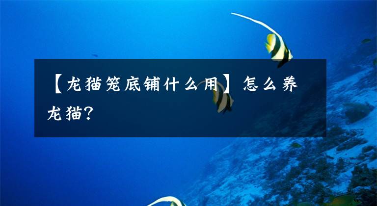 【龙猫笼底铺什么用】怎么养龙猫?