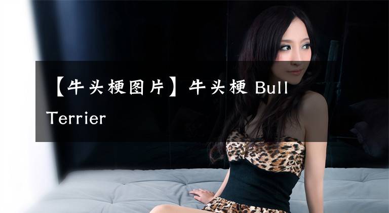 【牛头梗图片】牛头梗 Bull Terrier