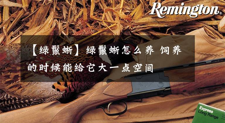 【绿鬣蜥】绿鬣蜥怎么养 饲养的时候能给它大一点空间