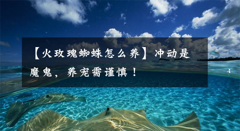 【火玫瑰蜘蛛怎么养】冲动是魔鬼,养宠需谨慎!