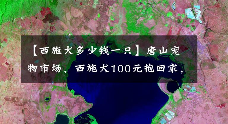 【西施犬多少钱一只】唐山宠物市场，西施犬100元抱回家，柯基1000元，免费送的狗稀罕