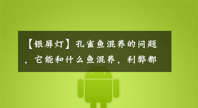 【银屏灯】孔雀鱼混养的问题，它能和什么鱼混养，利弊都是什么？