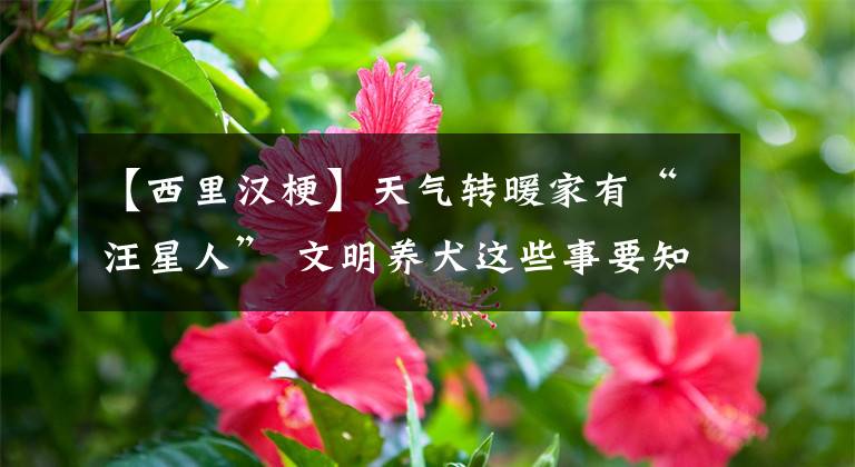 【西里汉梗】天气转暖家有“汪星人” 文明养犬这些事要知道