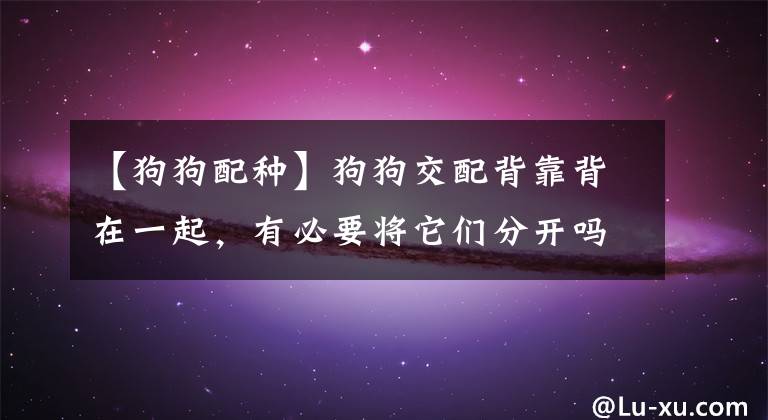 【狗狗配种】狗狗交配背靠背在一起，有必要将它们分开吗？