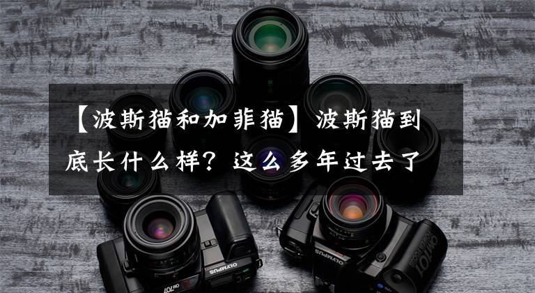 【波斯猫和加菲猫】波斯猫到底长什么样？这么多年过去了，依然有很多人弄错