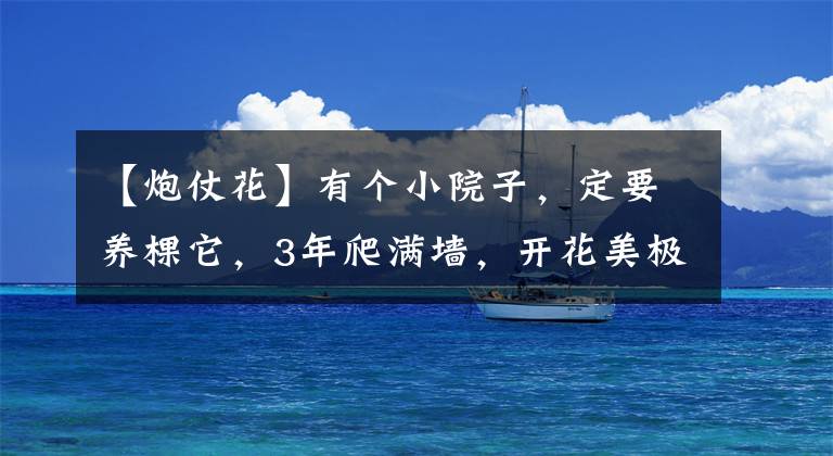 【炮仗花】有个小院子，定要养棵它，3年爬满墙，开花美极了