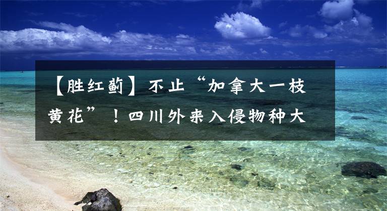 【胜红蓟】不止“加拿大一枝黄花”！四川外来入侵物种大盘点