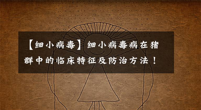 【细小病毒】细小病毒病在猪群中的临床特征及防治方法!