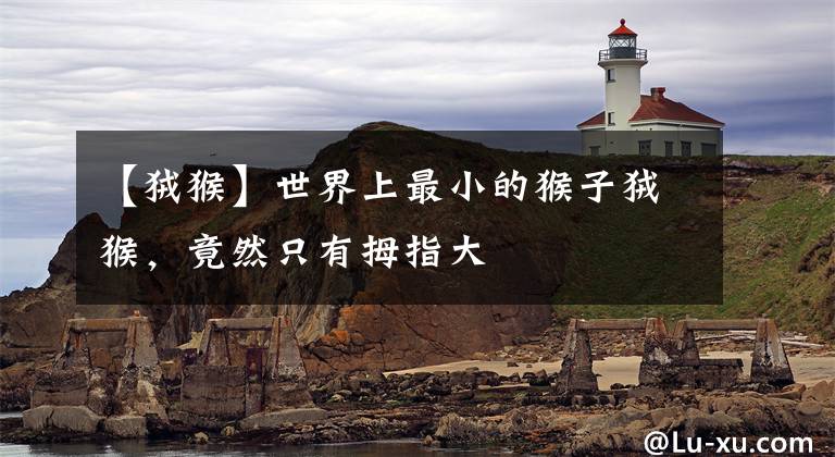 【狨猴】世界上最小的猴子狨猴,竟然只有拇指大