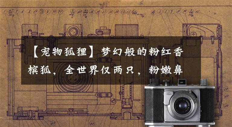 【宠物狐狸】梦幻般的粉红香槟狐,全世界仅两只,粉嫩鼻头好治愈