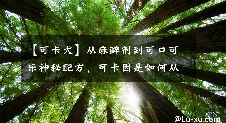 【可卡犬】从麻醉剂到可口可乐神秘配方,可卡因是如何从药物变成毒品的?