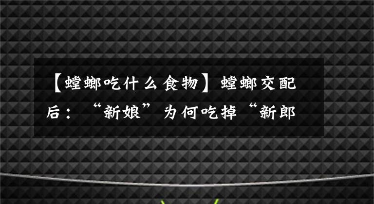 【螳螂吃什么食物】螳螂交配后：“新娘”为何吃掉“新郎官”？新娘：这全是为它好