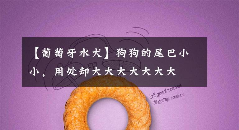 【葡萄牙水犬】狗狗的尾巴小小,用处却大大大大大大大