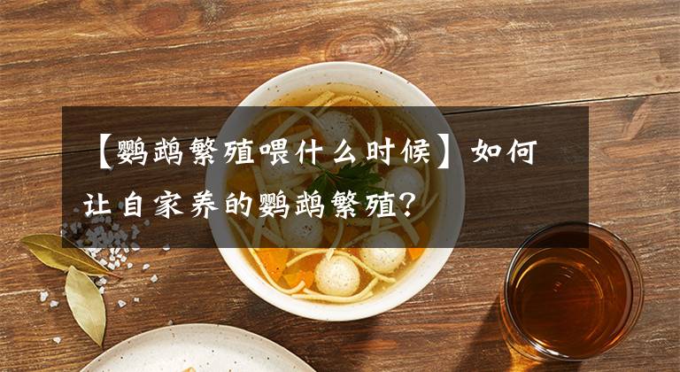 【鹦鹉繁殖喂什么时候】如何让自家养的鹦鹉繁殖?