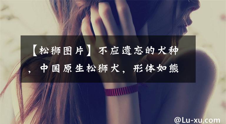 【松狮图片】不应遗忘的犬种,中国原生松狮犬,形体如熊,威风凛凛,好不霸气