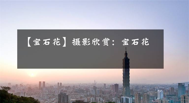 【宝石花】摄影欣赏：宝石花