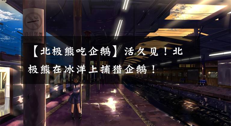 【北极熊吃企鹅】活久见!北极熊在冰洋上捕猎企鹅!