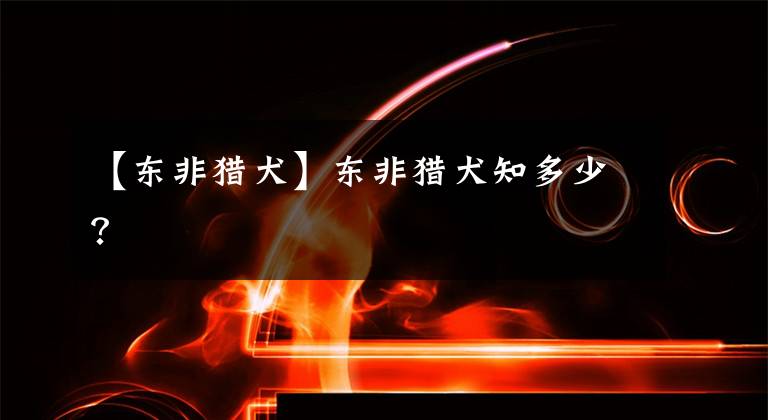 【东非猎犬】东非猎犬知多少？