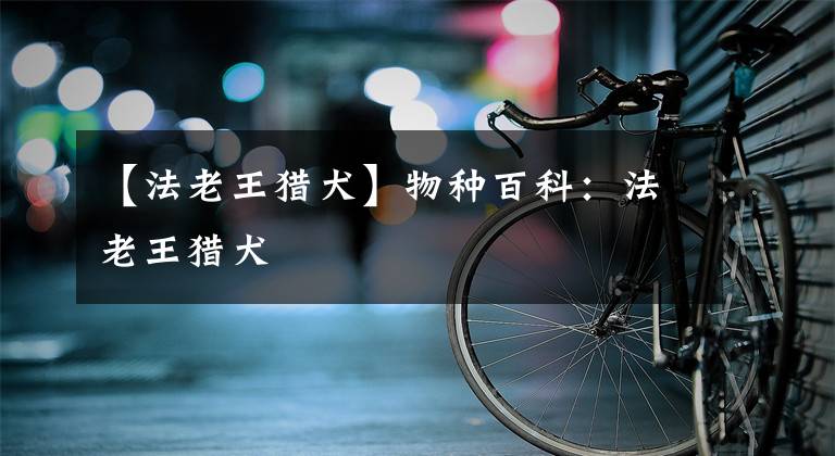 【法老王猎犬】物种百科：法老王猎犬