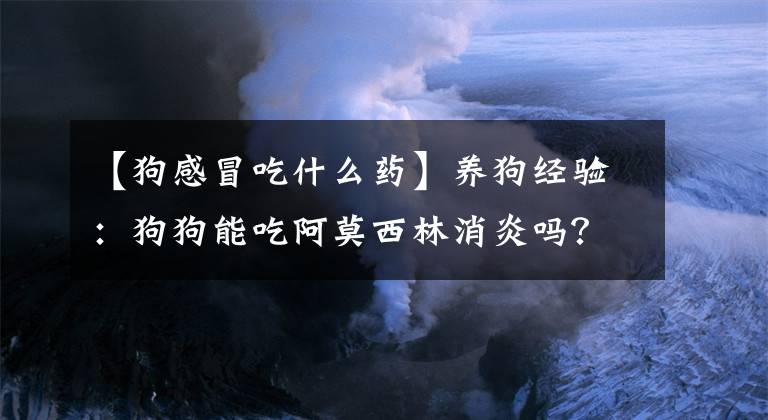 【狗感冒吃什么药】养狗经验：狗狗能吃阿莫西林消炎吗？感冒要怎么处理？