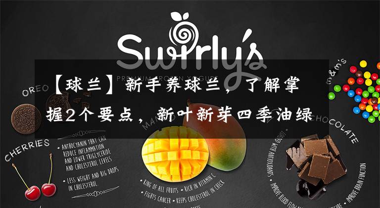 【球兰】新手养球兰，了解掌握2个要点，新叶新芽四季油绿，花球又大又美