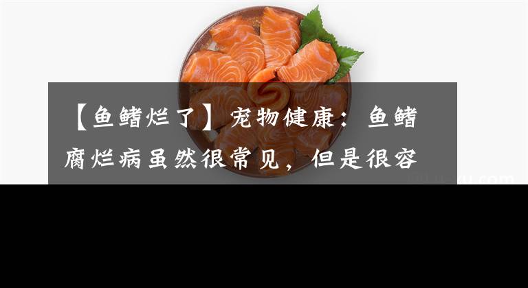 【鱼鳍烂了】宠物健康：鱼鳍腐烂病虽然很常见，但是很容易预防！