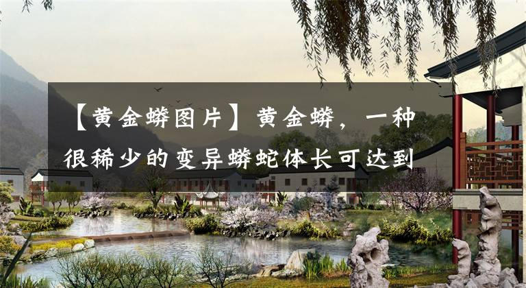 【黄金蟒图片】黄金蟒，一种很稀少的变异蟒蛇体长可达到7米，它是无毒性的！