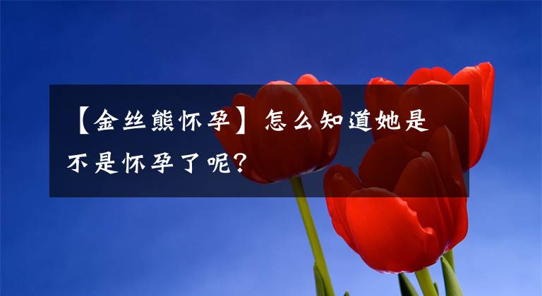 【金丝熊怀孕】怎么知道她是不是怀孕了呢?