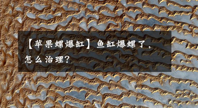 【苹果螺爆缸】鱼缸爆螺了，怎么治理？
