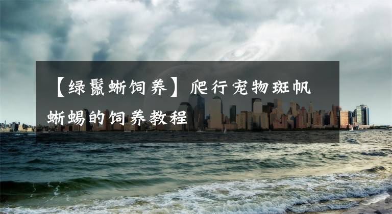 【绿鬣蜥饲养】爬行宠物斑帆蜥蜴的饲养教程