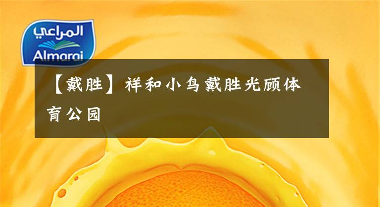 【戴胜】祥和小鸟戴胜光顾体育公园