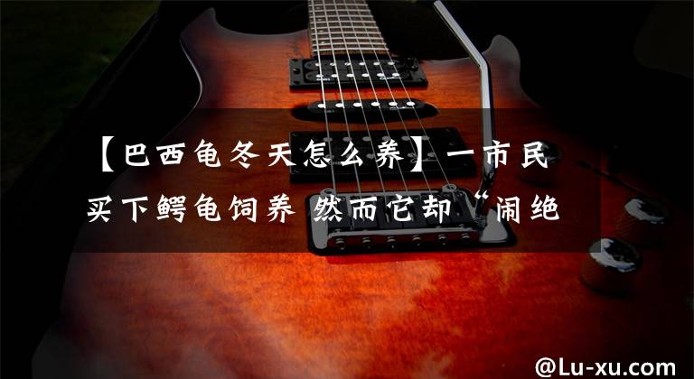 【巴西龟冬天怎么养】一市民买下鳄龟饲养 然而它却“闹绝食”