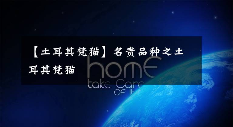 【土耳其梵猫】名贵品种之土耳其梵猫