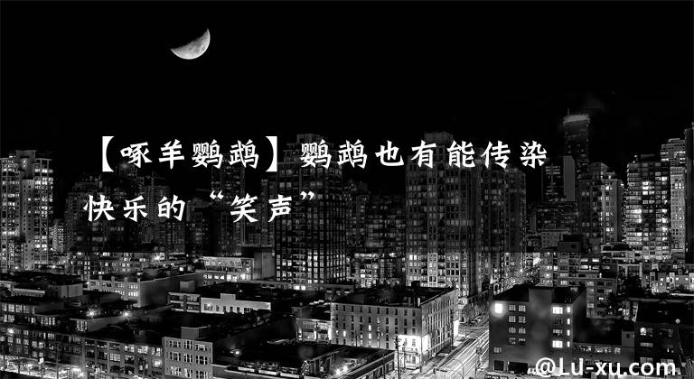 【啄羊鹦鹉】鹦鹉也有能传染快乐的“笑声”