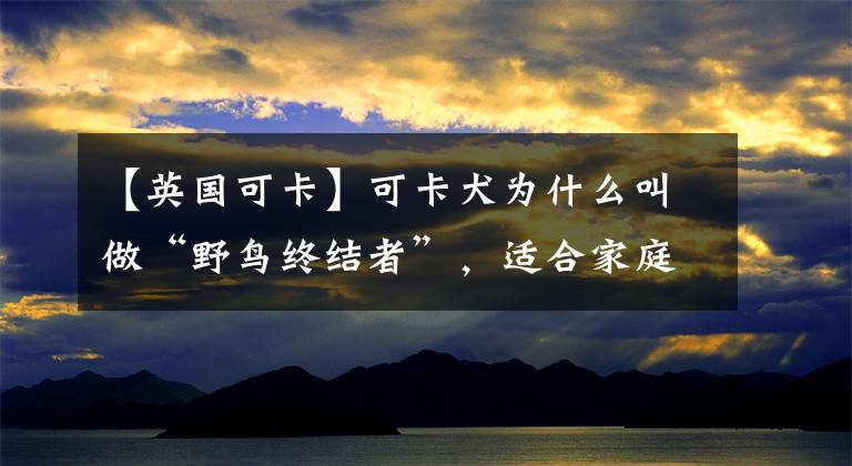 【英国可卡】可卡犬为什么叫做“野鸟终结者”,适合家庭饲养吗?